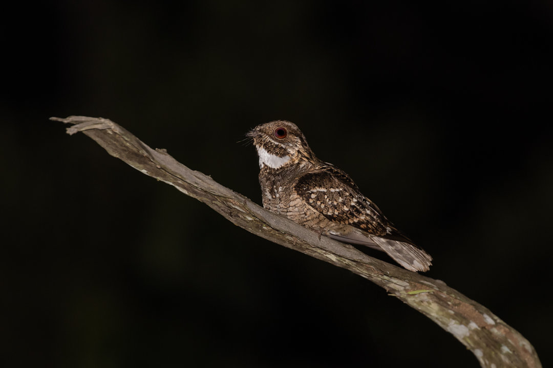foto-bacurau-chint-hydropsalis-parvula-por-adriano-gon-alves-2