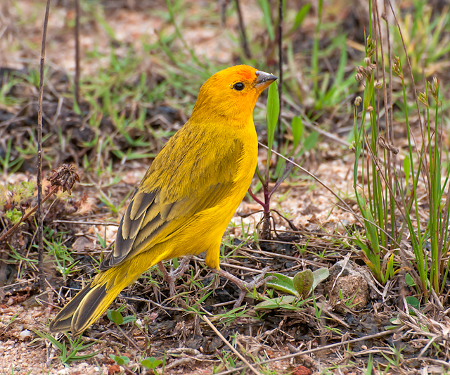 Foto canário-da-terra (Sicalis flaveola) Por Dario Sanches | Wiki Aves ...