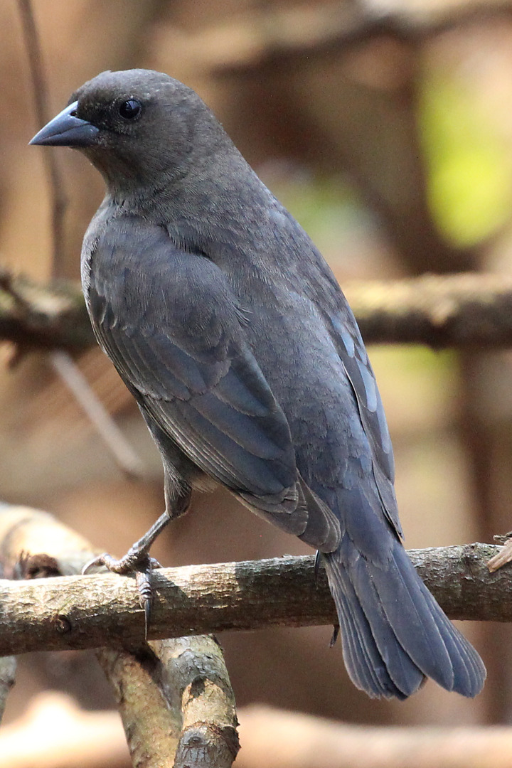 Foto chupim (Molothrus bonariensis) Por Jairo Ortiz Costa | Wiki Aves ...