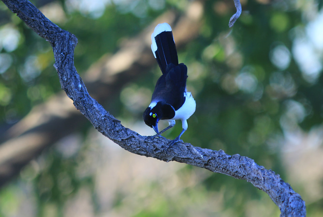 foto-gralha-canc-cyanocorax-cyanopogon-por-fl-vio-mota-wiki-aves
