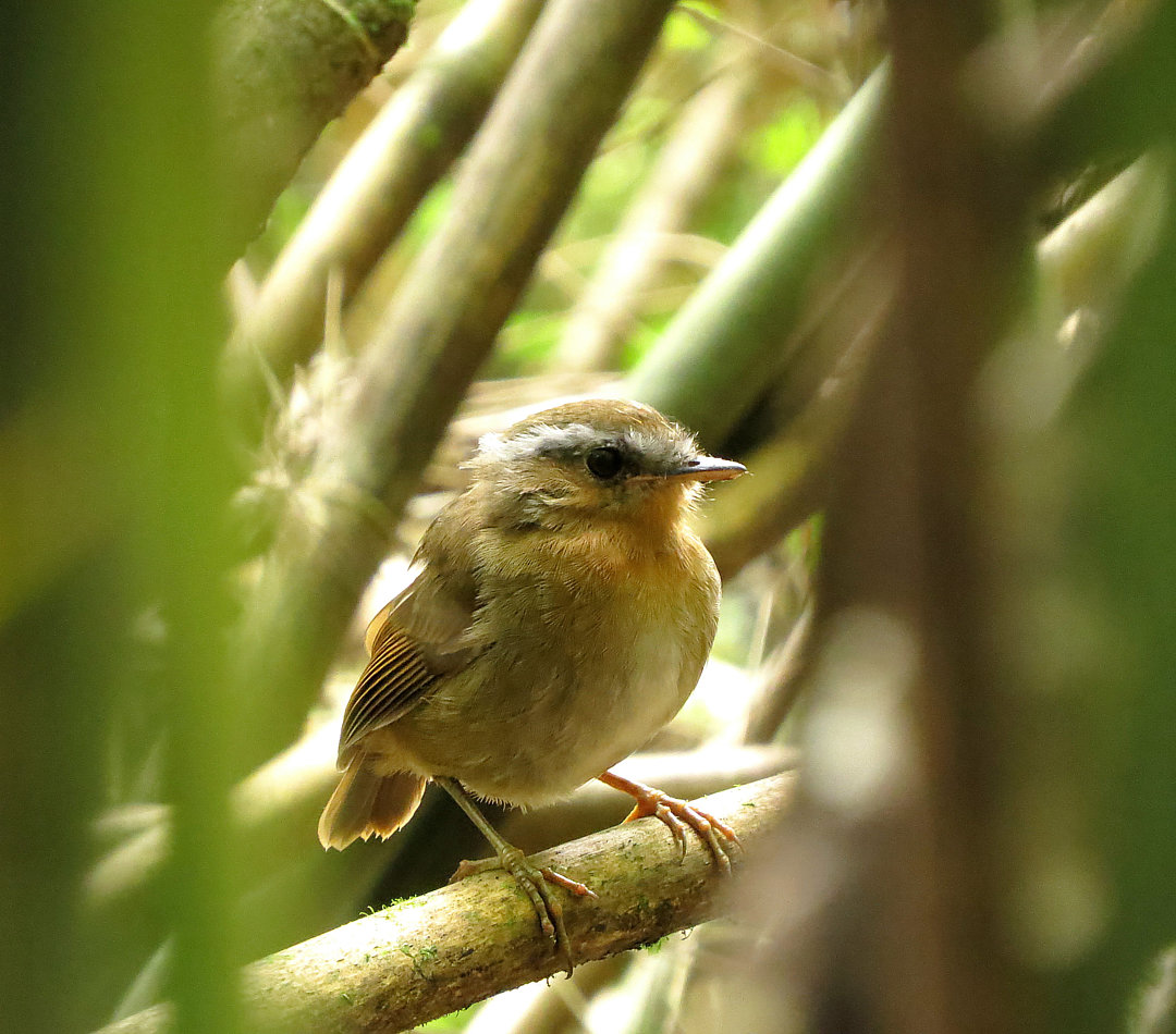 foto-chupa-dente-conopophaga-lineata-por-deidimar-silva-wiki-aves