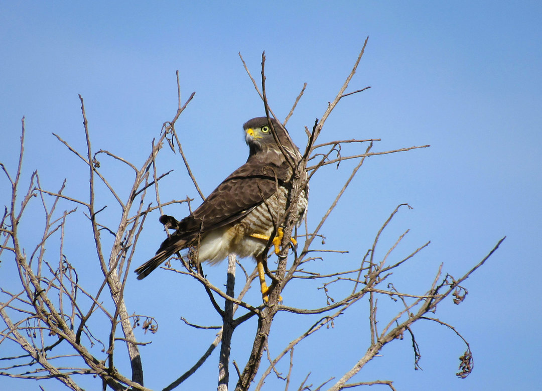 Foto gavião-carijó (Rupornis magnirostris) Por Mateus Melo-Dias | Wiki ...