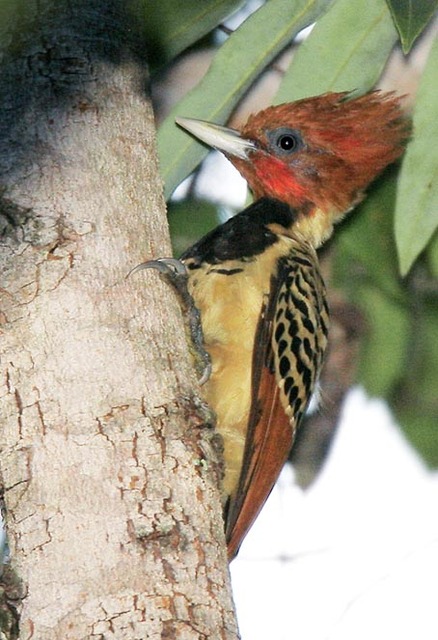 Foto picapaudataboca (Celeus obrieni) Por Edson Endrigo Wiki Aves