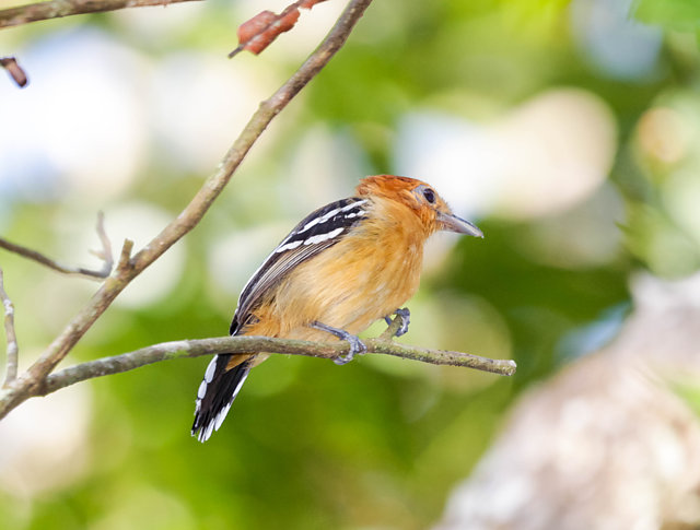 Foto chocacanela (Thamnophilus amazonicus) Por Zé do Mel Wiki Aves