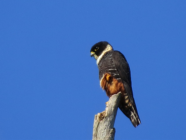 Foto cauré (Falco rufigularis) Por Marcio Varchaki | Wiki Aves - A ...