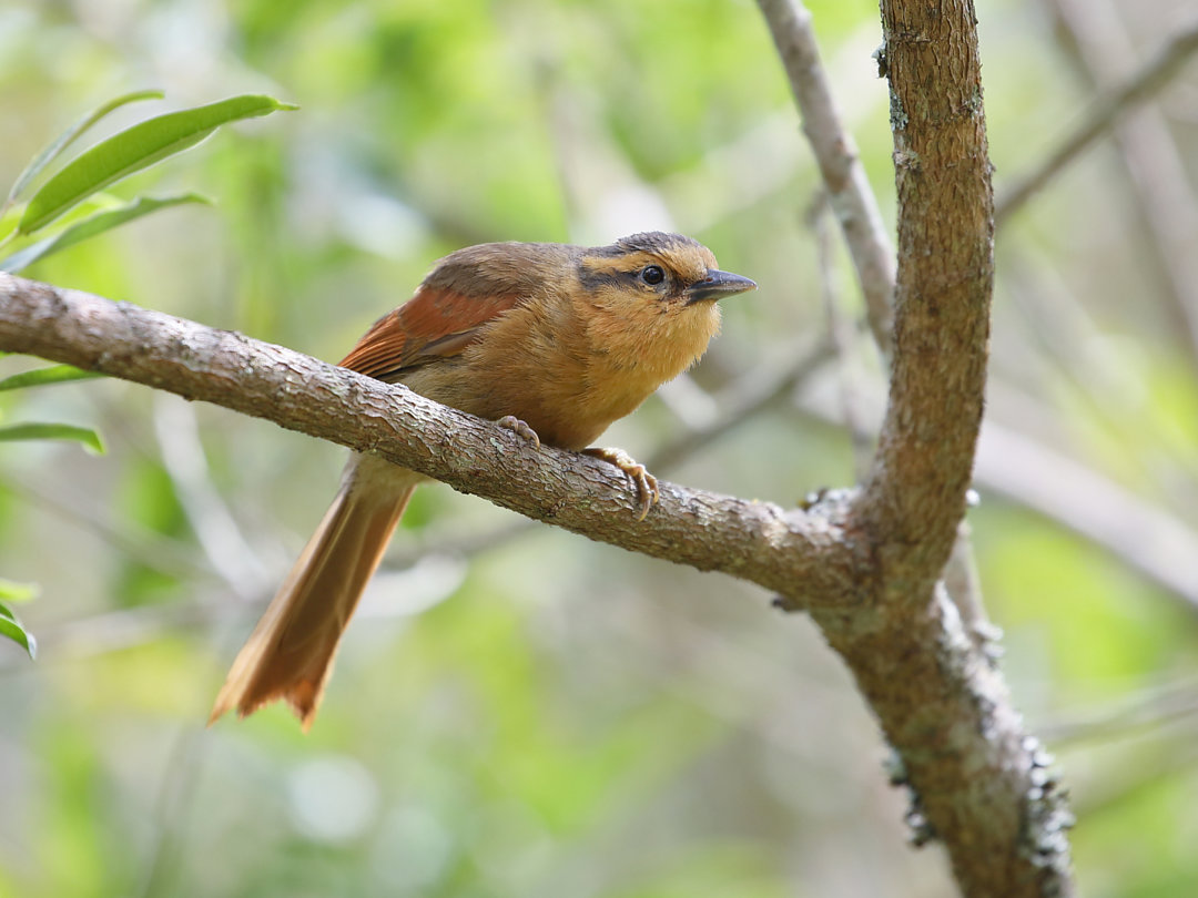 Foto limpa-folha-de-testa-baia (Dendroma rufa) Por Sergio Murilo | Wiki ...