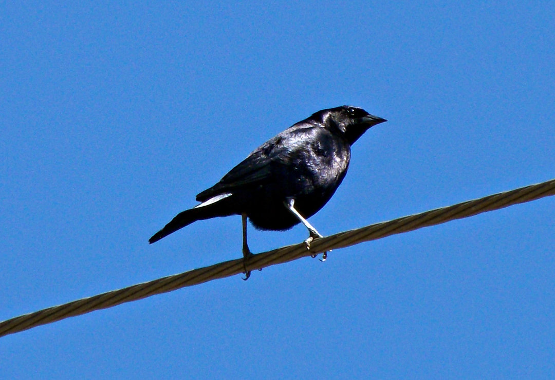 Foto chupim (Molothrus bonariensis) Por Arnaldo Silva | Wiki Aves - A ...