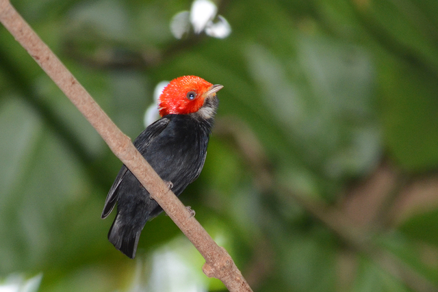 Foto cabeçaencarnada (Ceratopipra rubrocapilla) Por Bruno Rennó Wiki