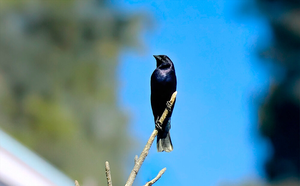 Foto chupim (Molothrus bonariensis) Por Fernando Pacheco | Wiki Aves ...