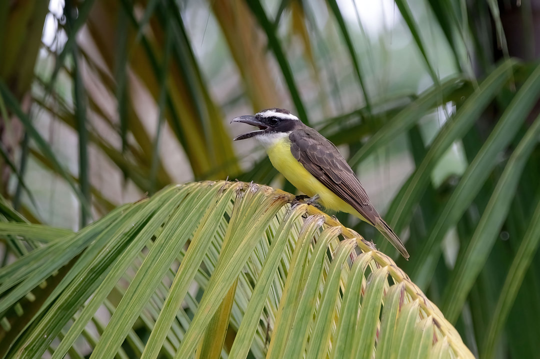 foto-neinei-megarynchus-pitangua-por-jayrson-ara-jo-wiki-aves-a
