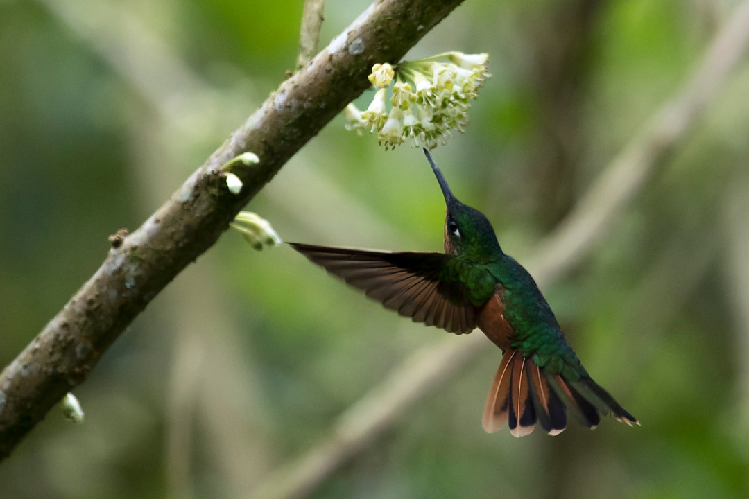 Foto beija-flor-rubi (Heliodoxa rubricauda) Por Claudio Martins | Wiki ...