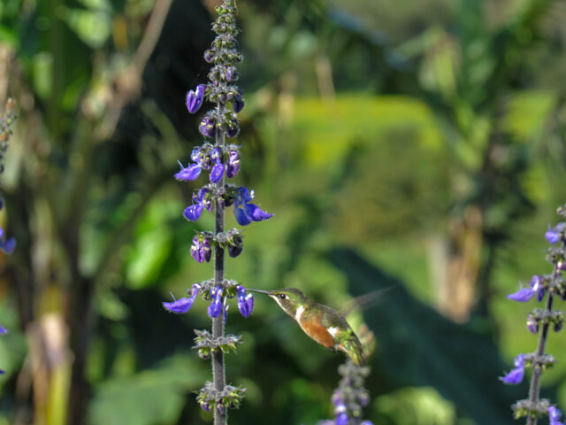 Foto estrelinha-ametista (Calliphlox amethystina) Por Luis Weymar Jr ...