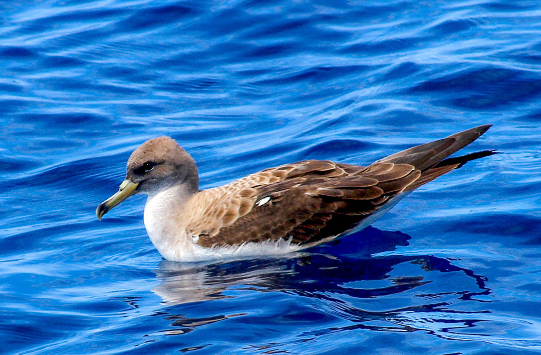Foto cagarra-grande (Calonectris borealis) Por Matias Gomes | Wiki Aves