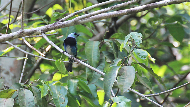 Foto saíramascarada (Stilpnia nigrocincta) Por Renan Oliveira Wiki