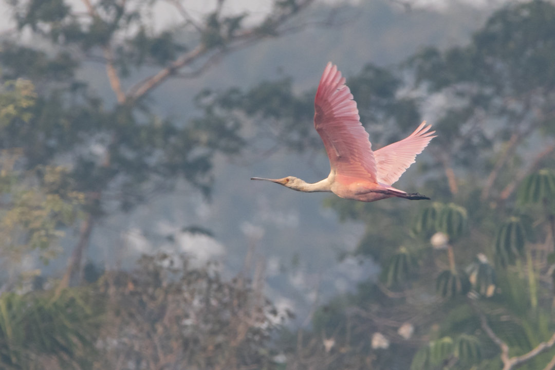 Foto colhereiro (Platalea ajaja) Por Patrício Sampaio | Wiki Aves - A ...