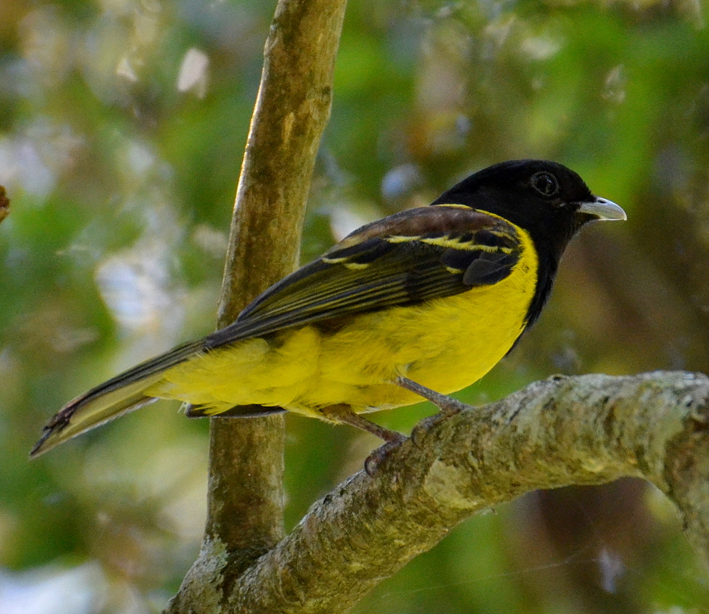 Foto corocoxó (Carpornis cucullata) Por Cesar Santos Wiki Aves A