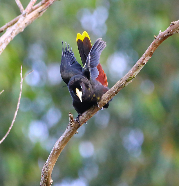 Foto japu (Psarocolius decumanus) Por Bernardo. Wiki Aves A
