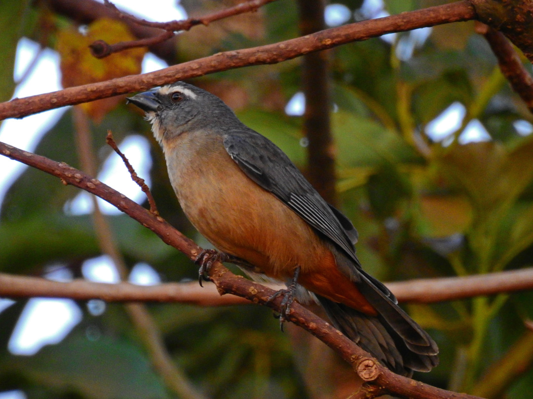 Foto trinca-ferro-gongá (Saltator coerulescens) Por Michel Machado | Wiki  Aves - A Enciclopédia das Aves do Brasil