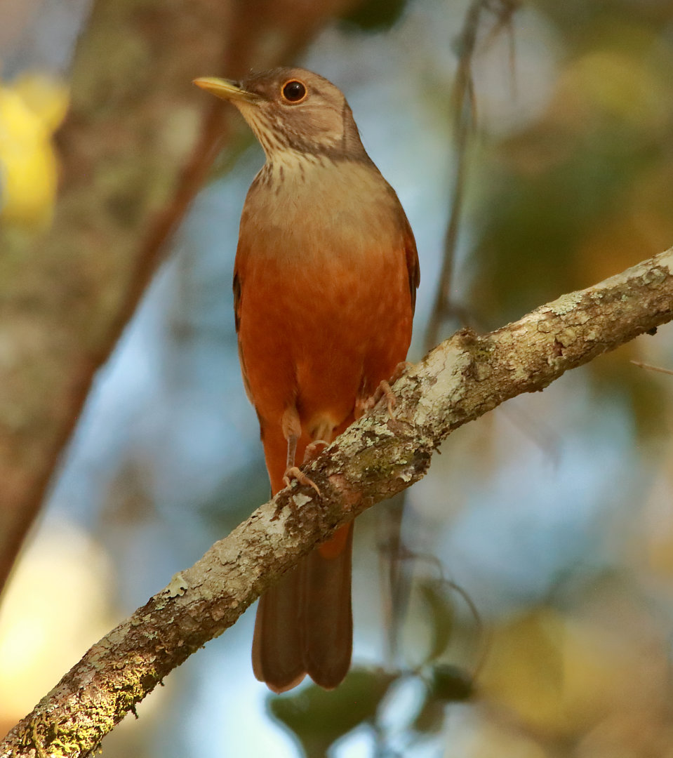 Toplarni yalayotgan ulkan toplarning porno fotosuratlari Porno yangiliklar Borisov