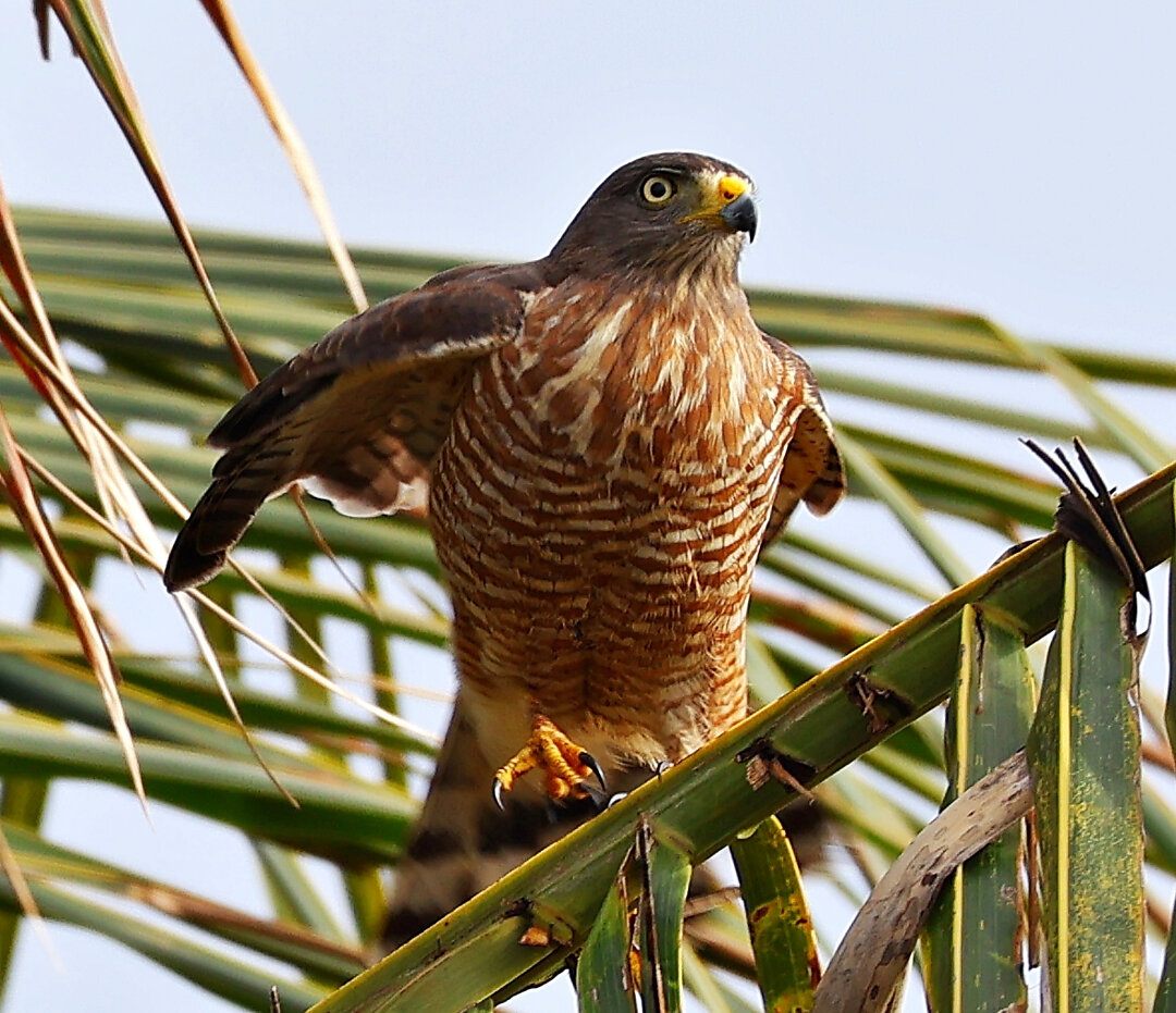 Foto gavião-carijó (Rupornis magnirostris) Por Chermont P. Braga | Wiki ...