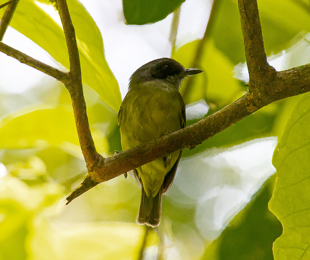 foto-choquinha-lisa-dysithamnus-mentalis-por-robison-silva-wiki