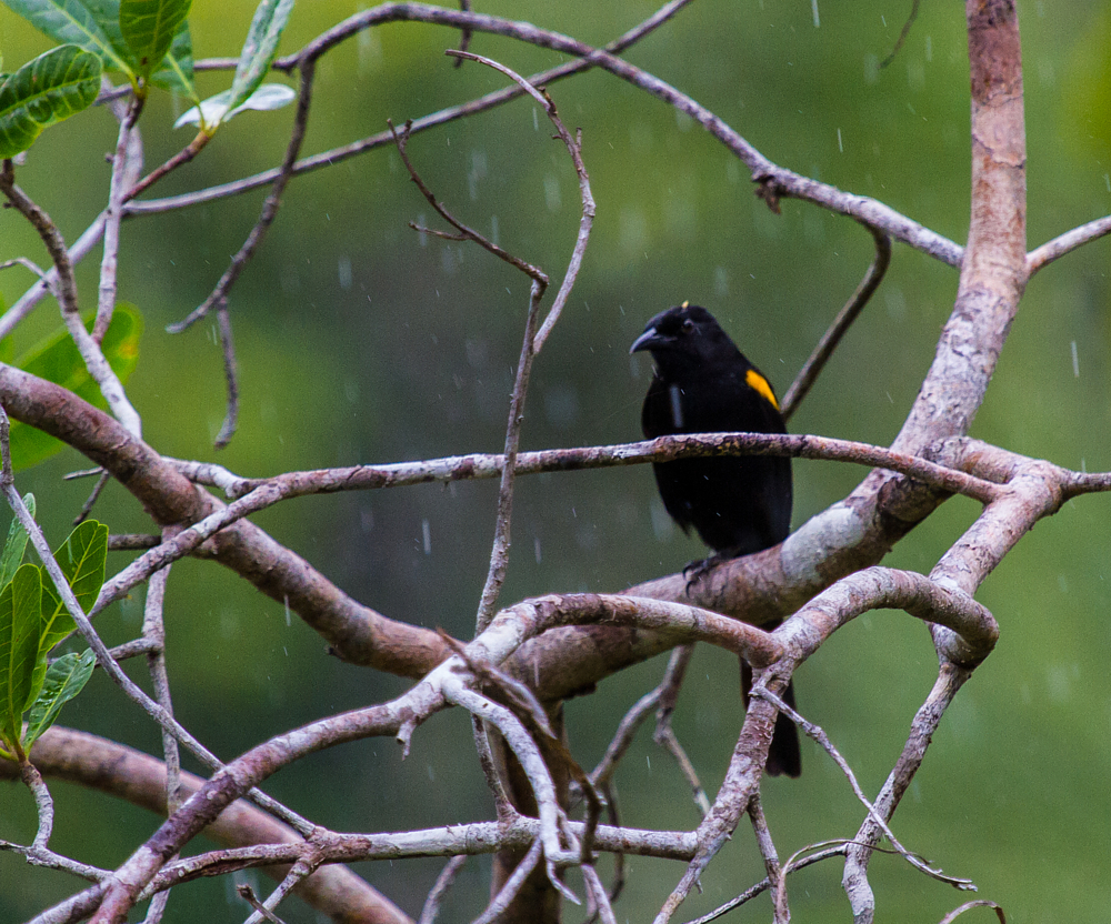 Foto inhapim (Icterus cayanensis) Por Ronaldo G. Lebowski | Wiki Aves ...