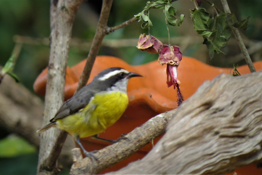 foto-cambacica-coereba-flaveola-por-manuela-varchaki-wiki-aves-a