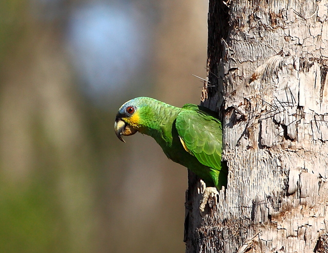 Foto curica (Amazona amazonica) Por Hector Bottai | Wiki Aves - A ...