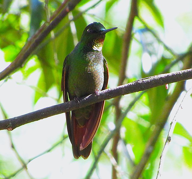 Foto beija-flor-rubi (Heliodoxa rubricauda) Por Paulo Roberto Raimundo ...