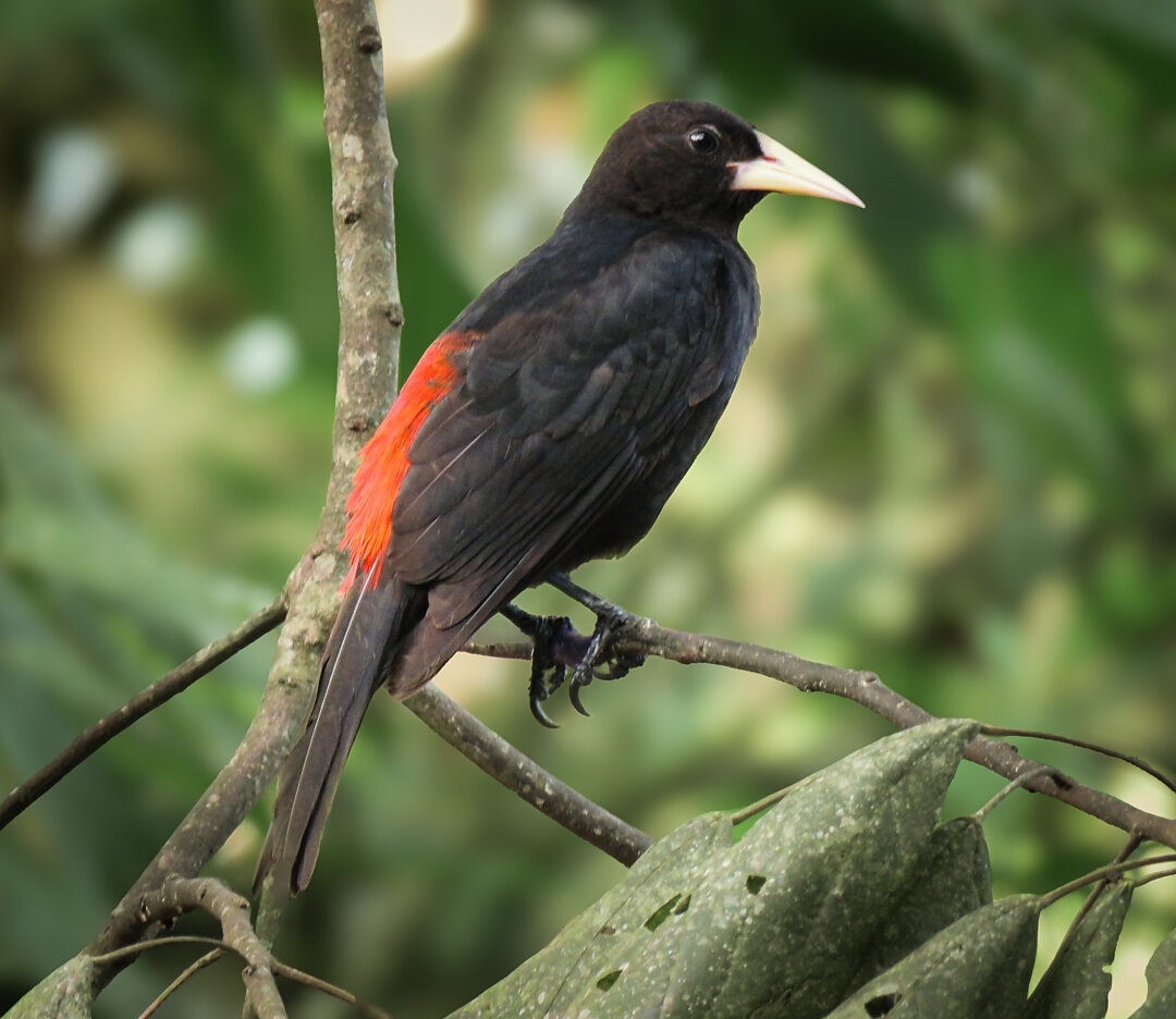 foto-guaxe-cacicus-haemorrhous-por-luiz-proen-a-wiki-aves-a