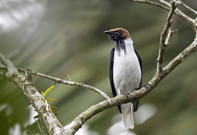arapongadonordeste (Procnias averano) WikiAves A Enciclopédia das