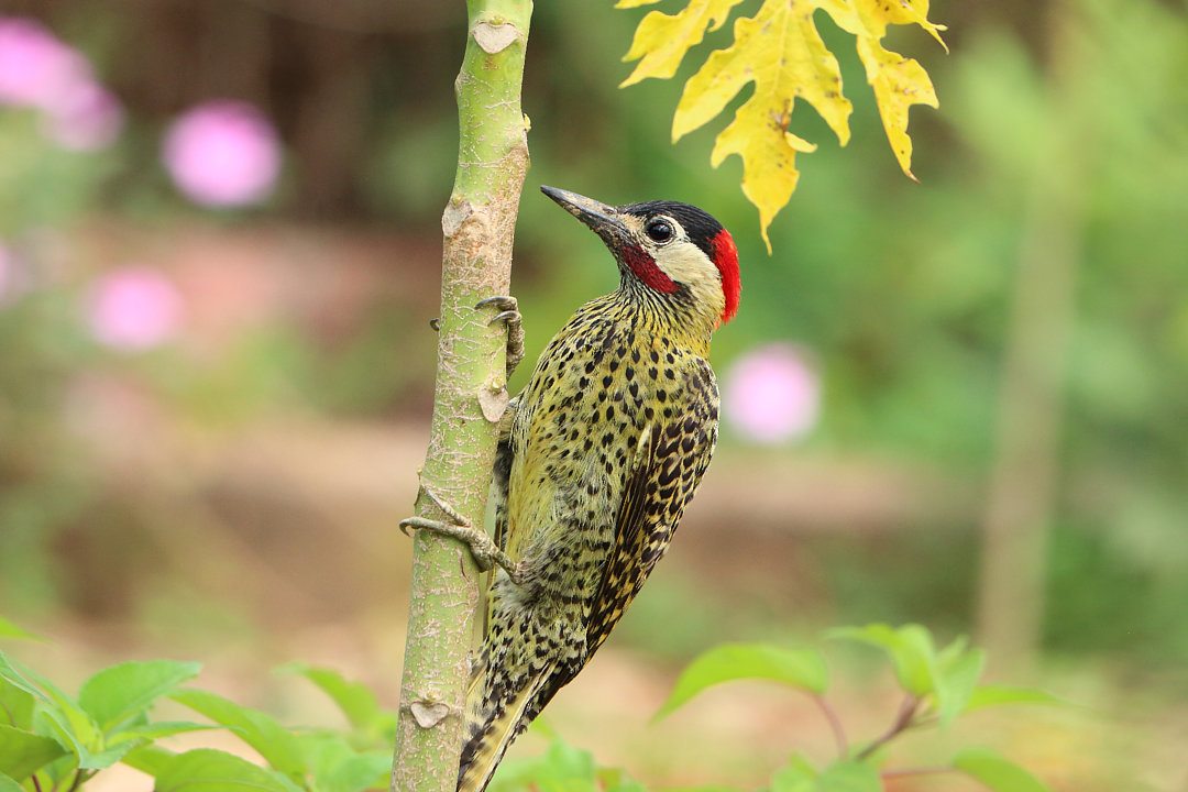 Foto pica-pau-verde-barrado (Colaptes melanochloros) Por Jose G ...