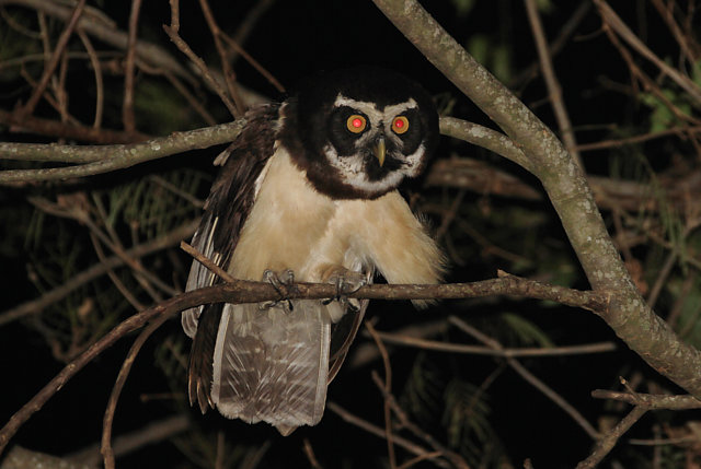 foto-murucututu-pulsatrix-perspicillata-por-willian-menq-wiki-aves