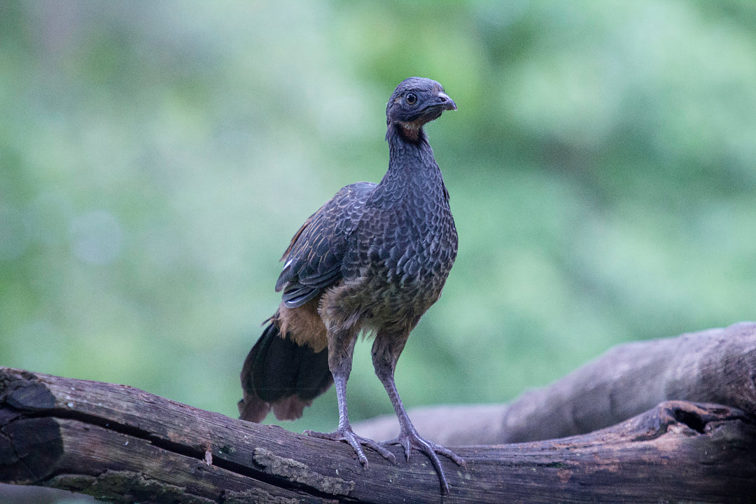 Foto jacupemba (Penelope superciliaris) Por Daniel Dias Wiki Aves A