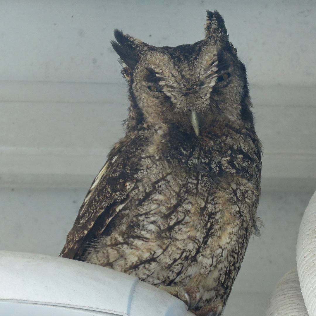 Foto Megascops sp. (Megascops sp.) Por Felipe Giese Wiki Aves A