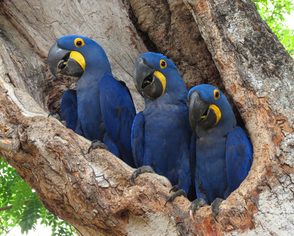 Foto arara-azul (Anodorhynchus hyacinthinus) Por Danilo Mota | Wiki ...