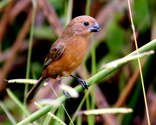chorão (Sporophila leucoptera) | WikiAves - A Enciclopédia das Aves do ...