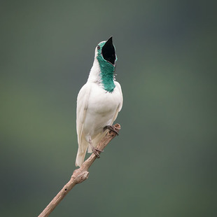araponga (Procnias nudicollis) WikiAves A Enciclopédia das Aves do