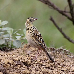 Motacillidae WikiAves A Enciclopédia das Aves do Brasil