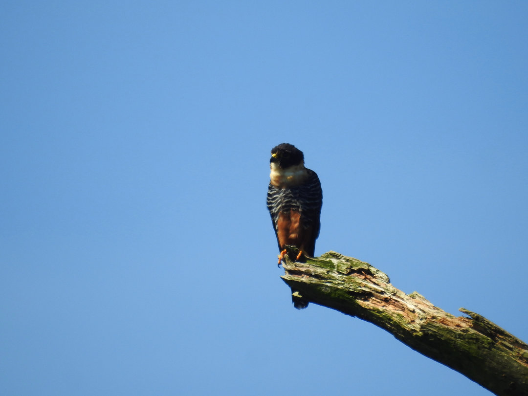 Foto cauré (Falco rufigularis) Por Tatiane A Batista | Wiki Aves - A ...