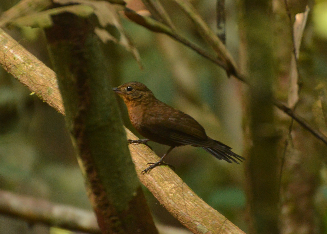 Foto virafolhadebicocurto (Sclerurus rufigularis) Por Lucas Araújo