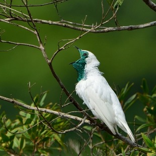 araponga (Procnias nudicollis) WikiAves A Enciclopédia das Aves do