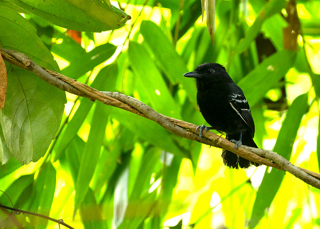Foto formigueirodobambu (Myrmoborus lophotes) Por Tancredo Maia Filho