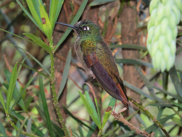 Foto beija-flor-rubi (Heliodoxa rubricauda) Por Daniel Volpin | Wiki ...