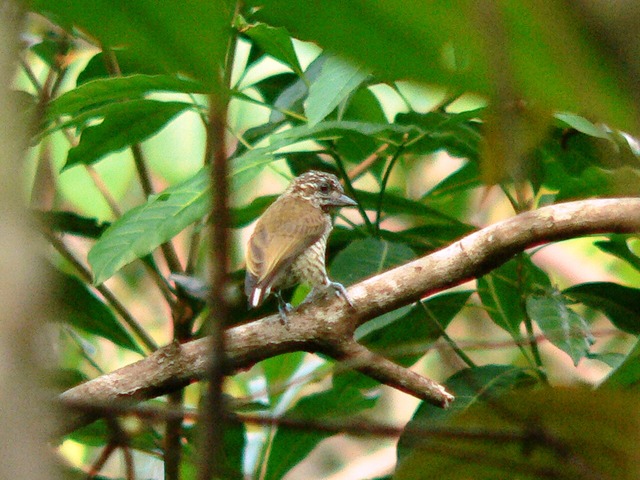 Foto picapauzinhodoamazonas (Picumnus lafresnayi) Por Robson Czaban