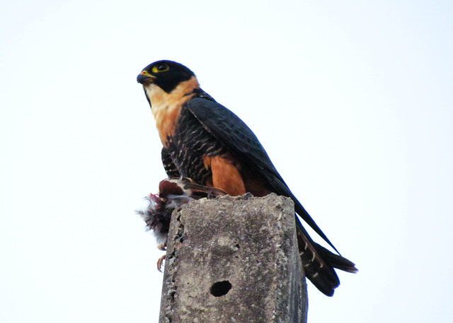 Foto cauré (Falco rufigularis) Por Wanieulli Pascoal (Sirê) | Wiki Aves ...