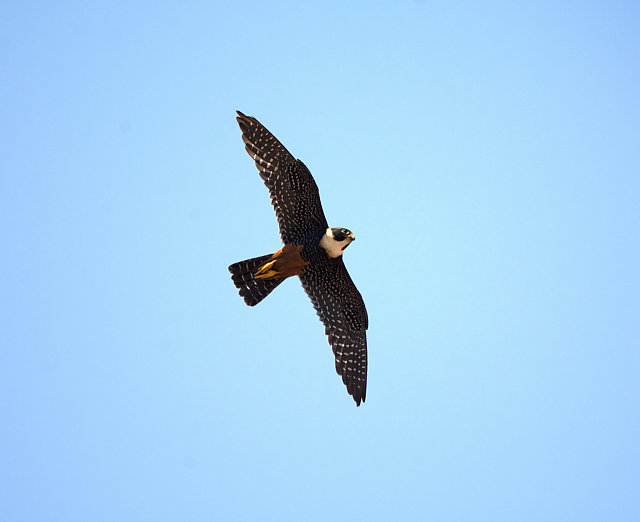Foto cauré (Falco rufigularis) Por Fabyano Costa | Wiki Aves - A ...