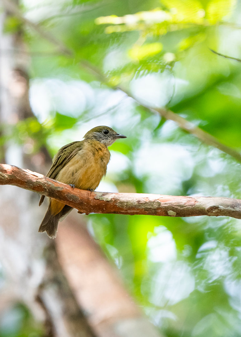 Foto dançarinodecristalaranja (Heterocercus aurantiivertex) Por Jose