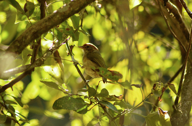 Foto vite-vite-de-olho-cinza (Hylophilus amaurocephalus) Por Jane Rotta ...
