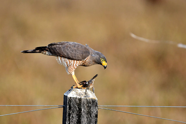 Foto gavião-carijó (Rupornis magnirostris) Por Robert Steinberg | Wiki ...